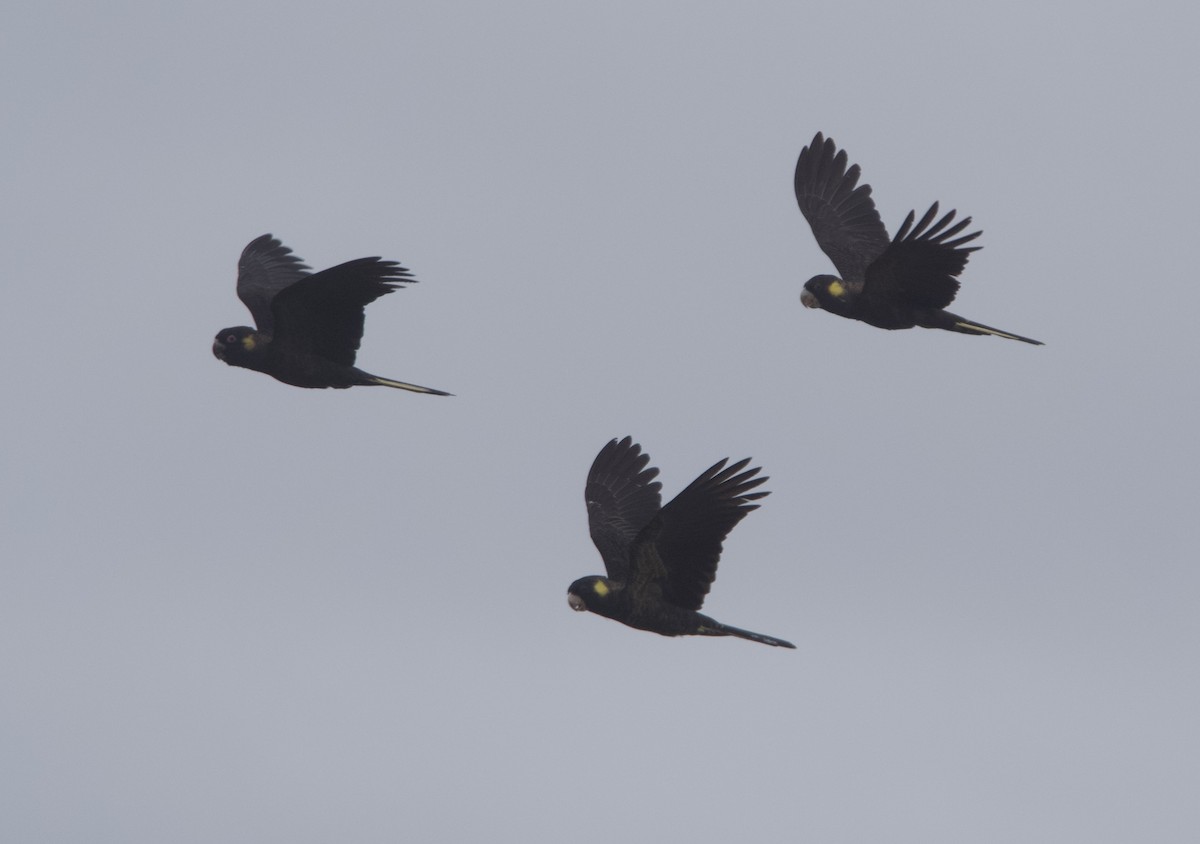 Yellow-tailed Black-Cockatoo - ML633057158