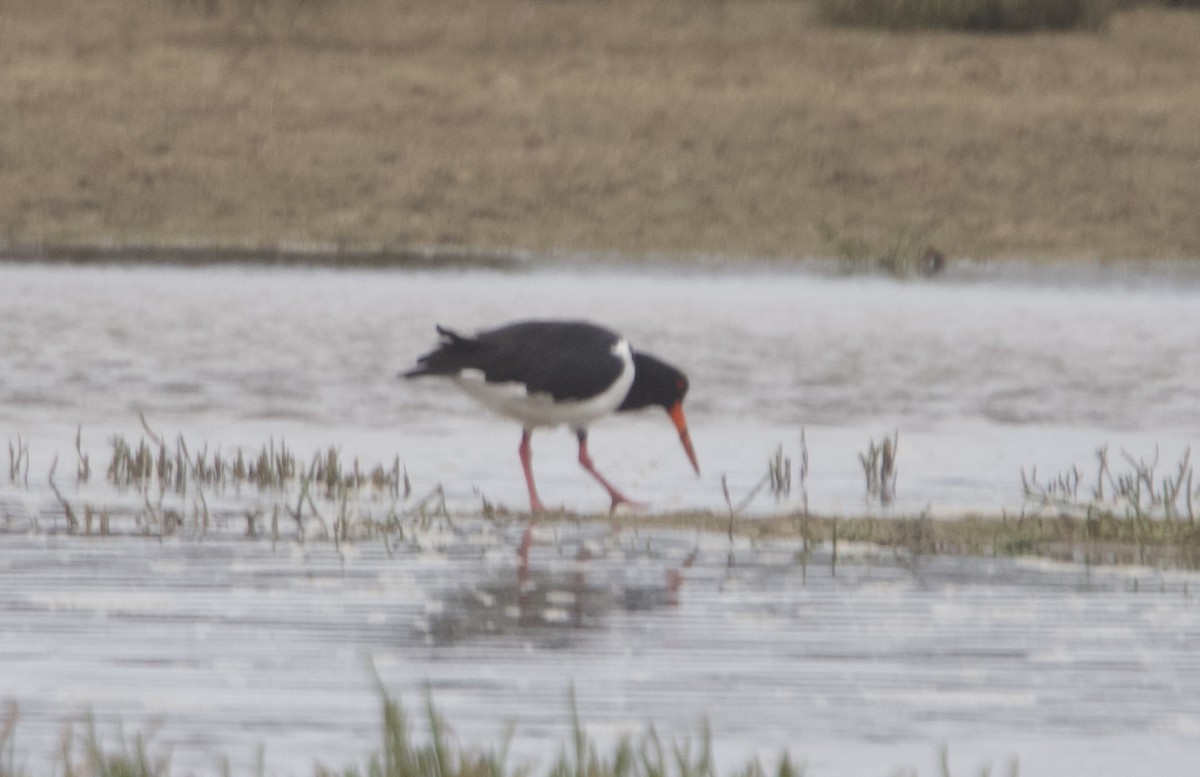 Pied Oystercatcher - ML633057381