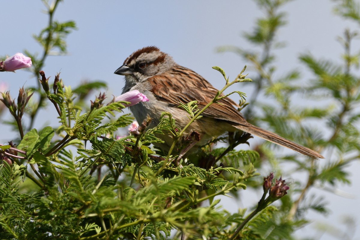Yungas Sparrow - ML633057382