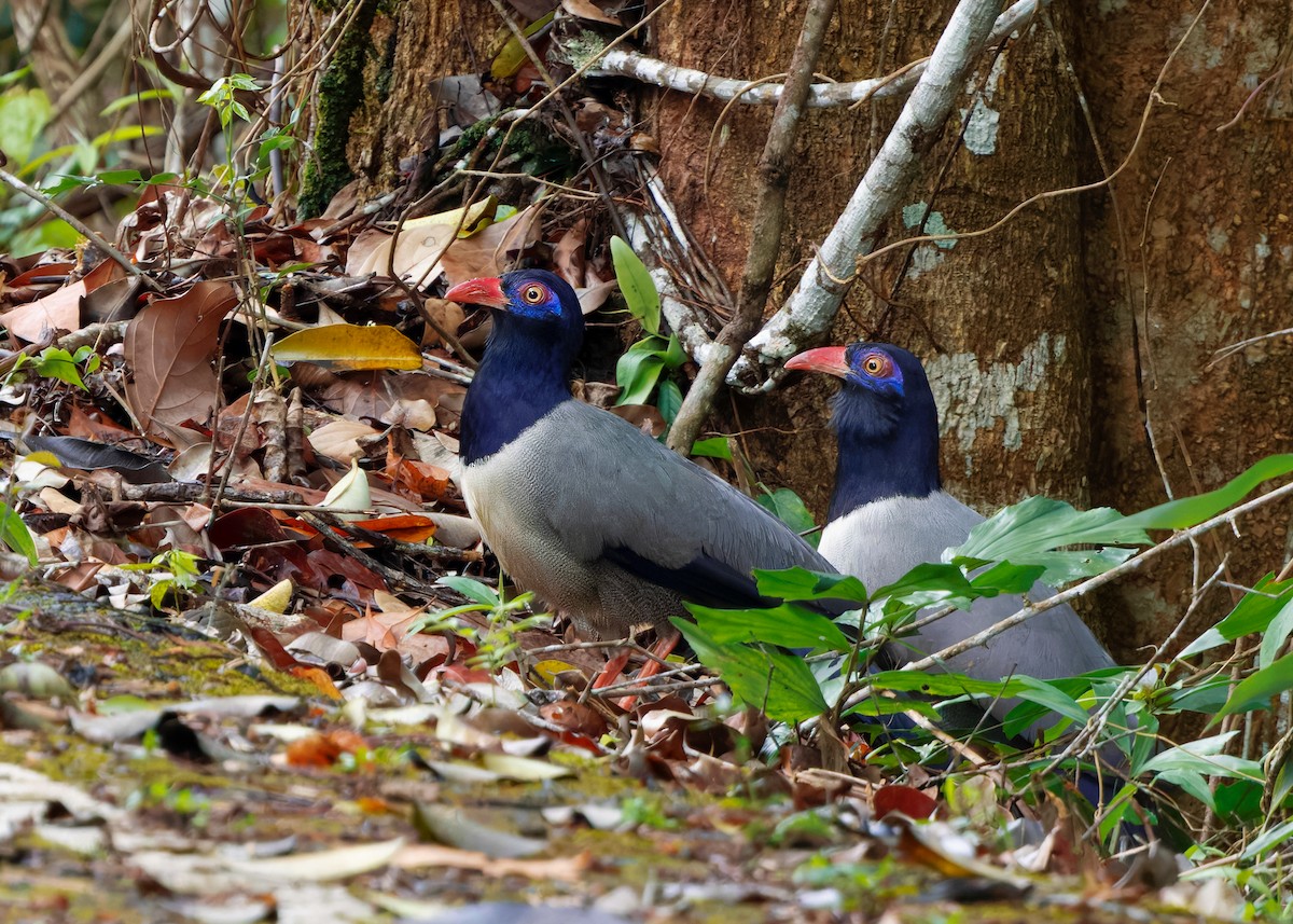Coral-billed Ground-Cuckoo - ML633057413