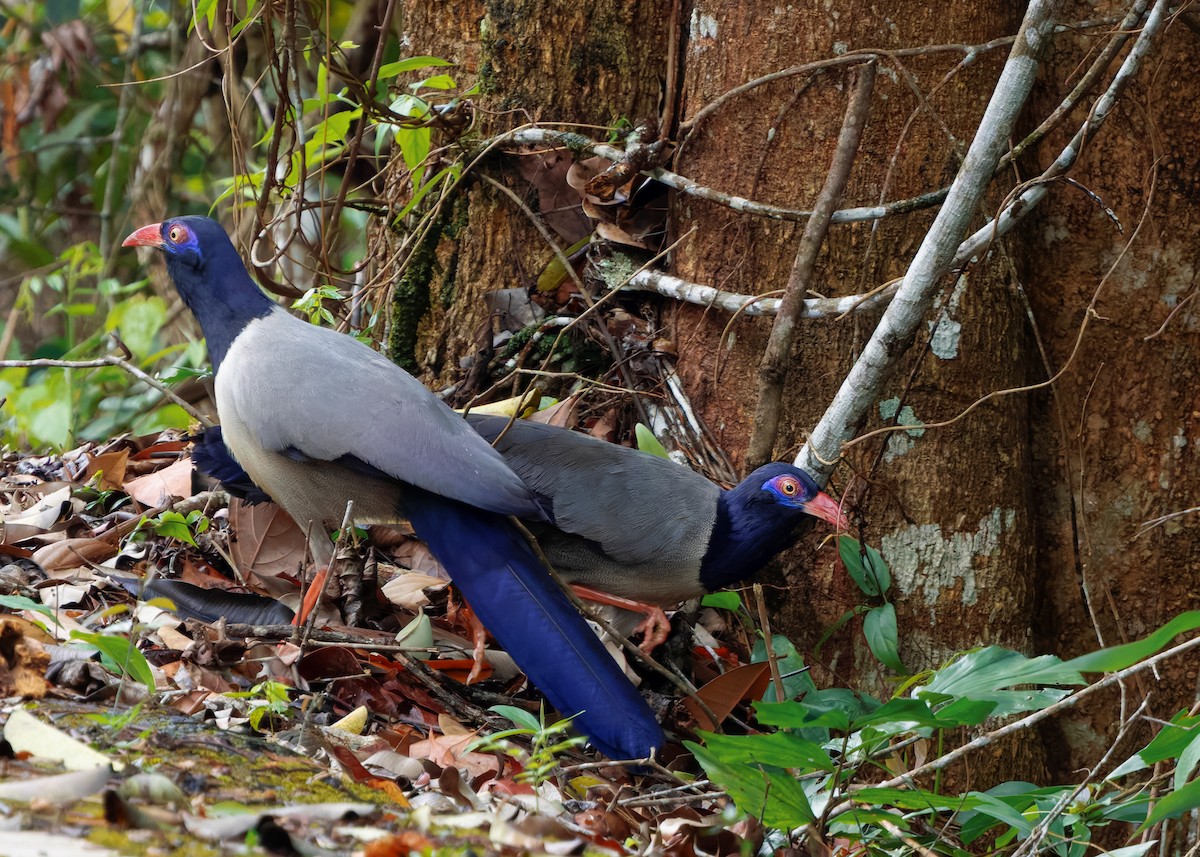 Coral-billed Ground-Cuckoo - ML633057414
