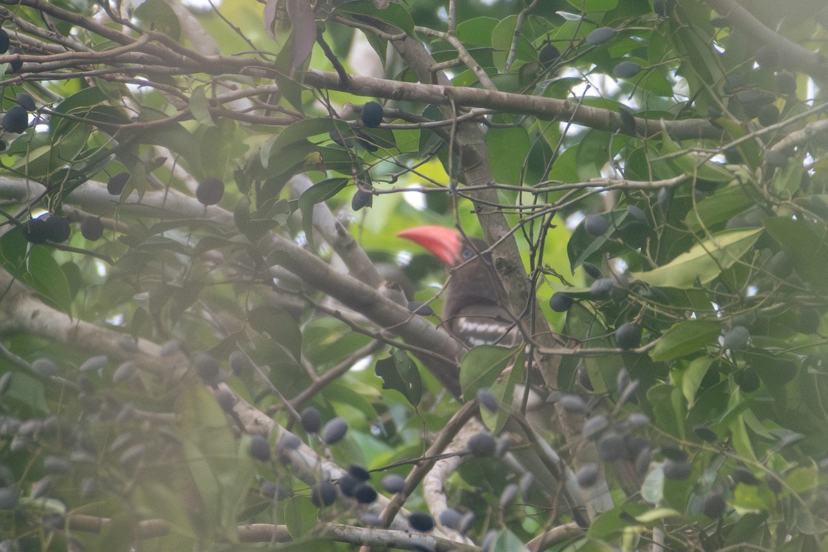 Red-billed Dwarf Hornbill - ML633057429