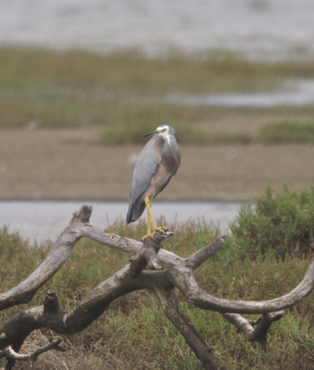 White-faced Heron - ML633057465