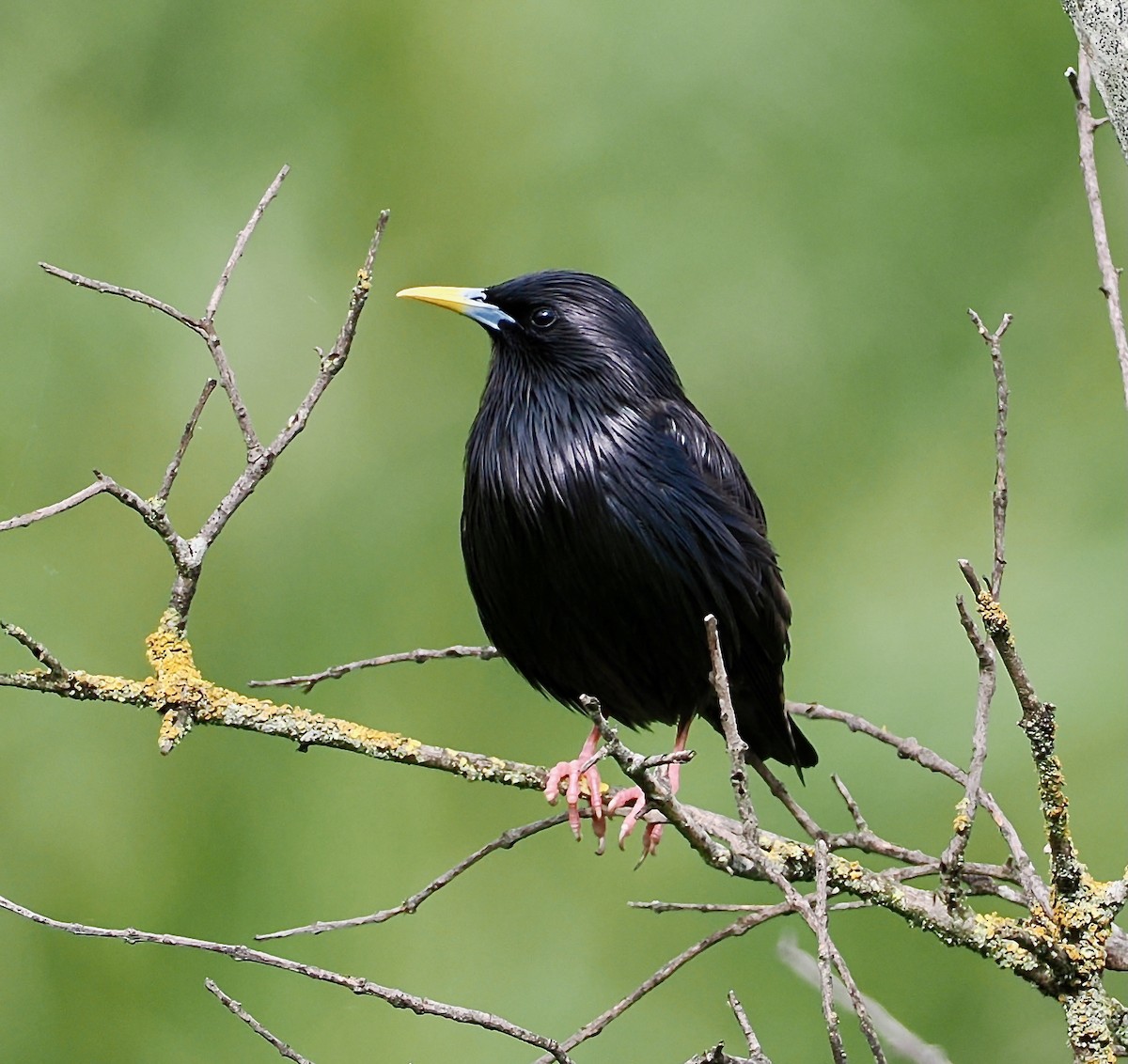 Spotless Starling - ML633057518