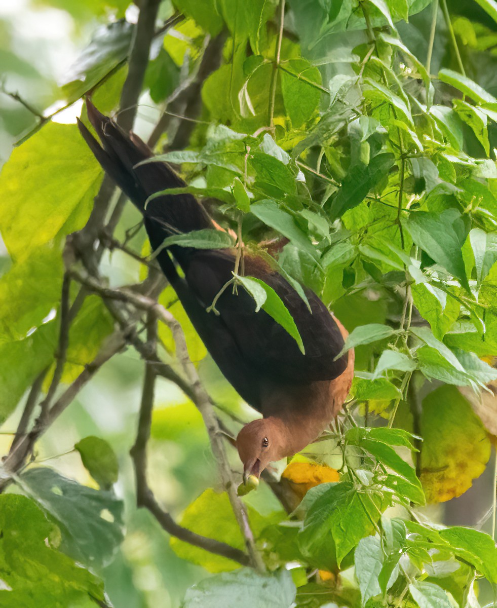 Philippine Cuckoo-Dove - ML633057627