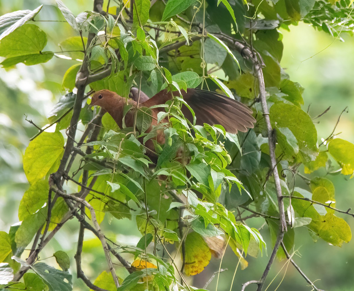 Philippine Cuckoo-Dove - ML633057632