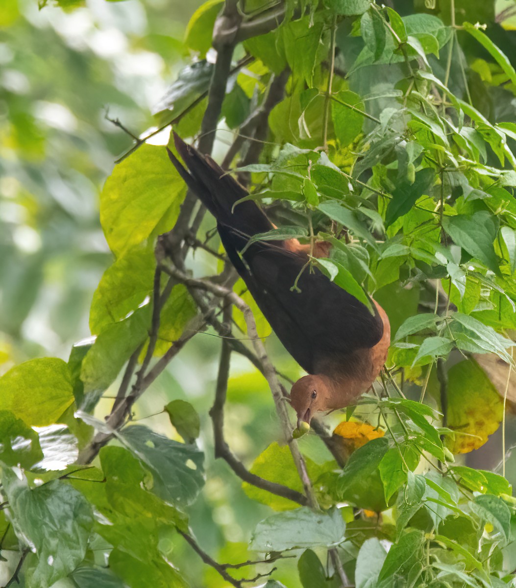 Philippine Cuckoo-Dove - ML633057634