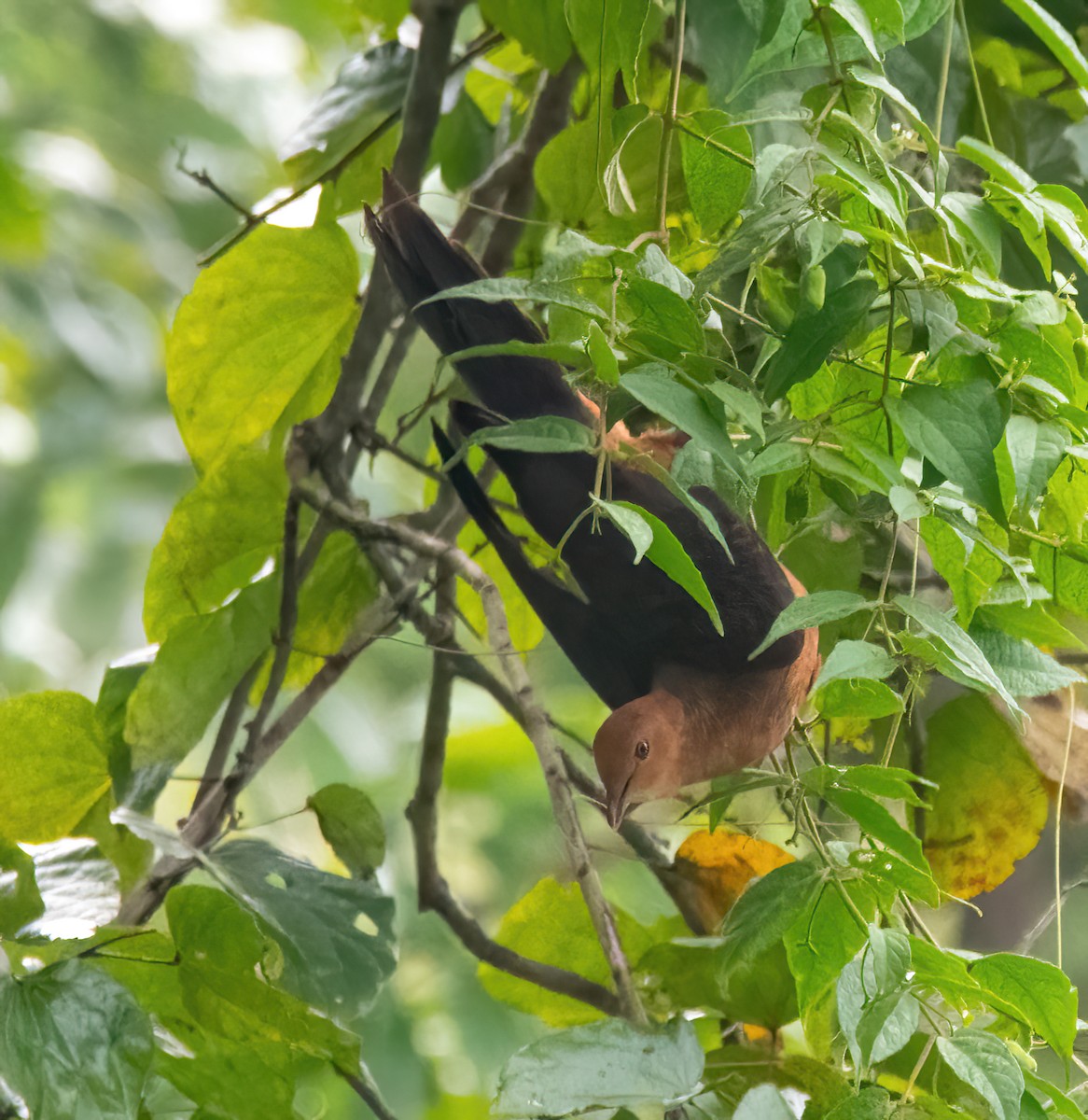 Philippine Cuckoo-Dove - ML633057635