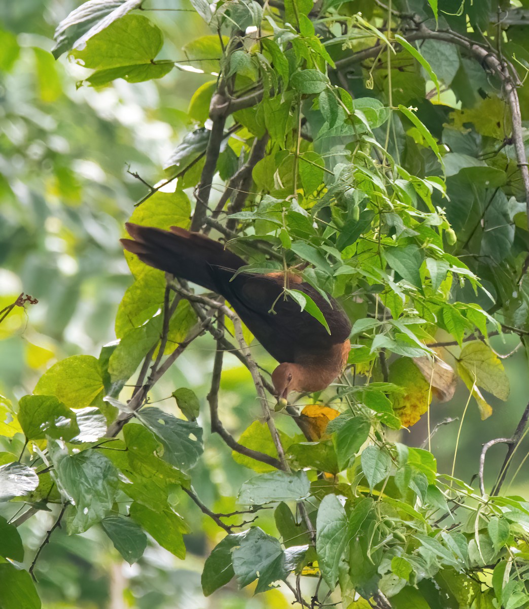 Philippine Cuckoo-Dove - ML633057636