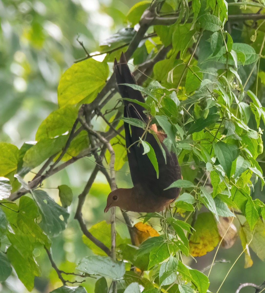 Philippine Cuckoo-Dove - ML633057637