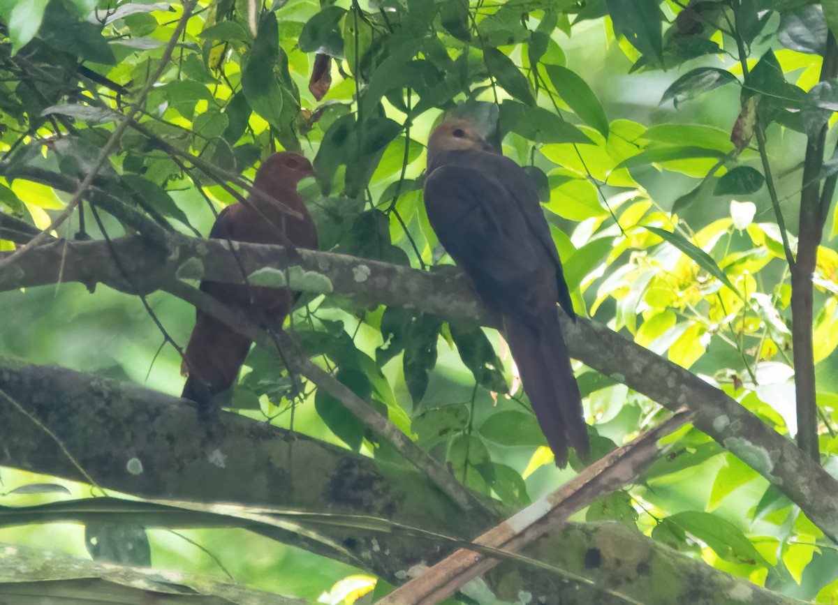 Philippine Cuckoo-Dove - ML633057638