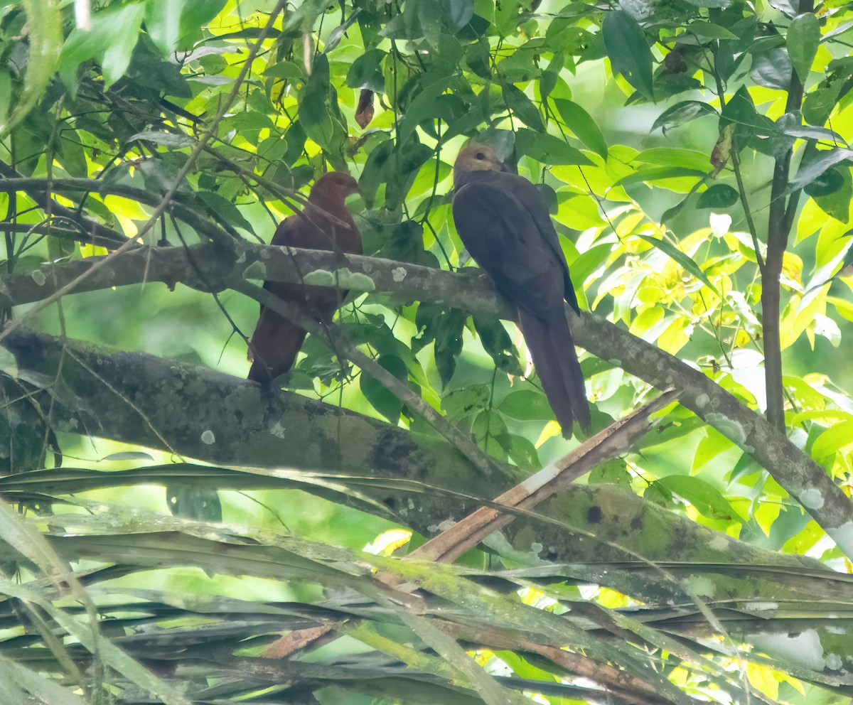 Philippine Cuckoo-Dove - ML633057639