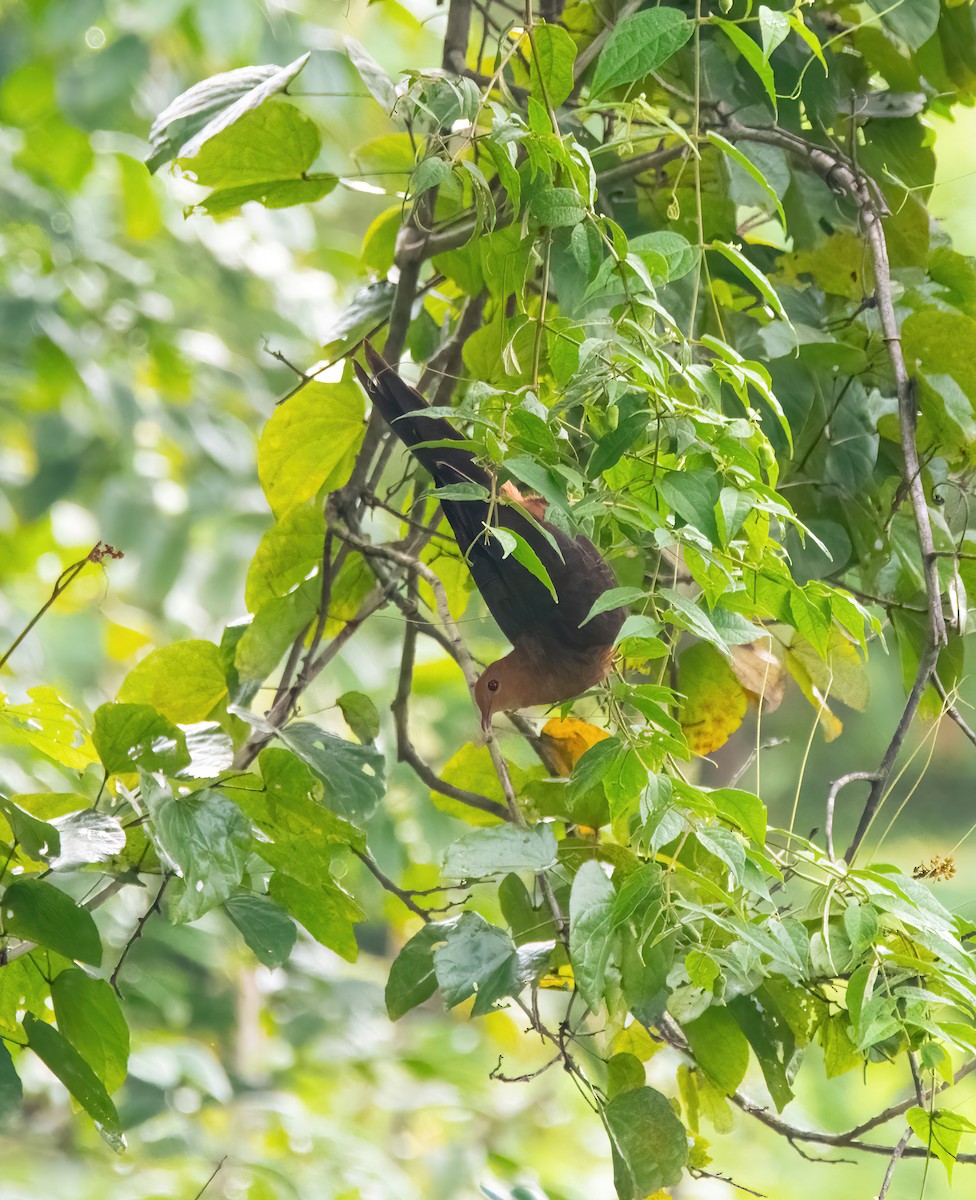 Philippine Cuckoo-Dove - ML633057641