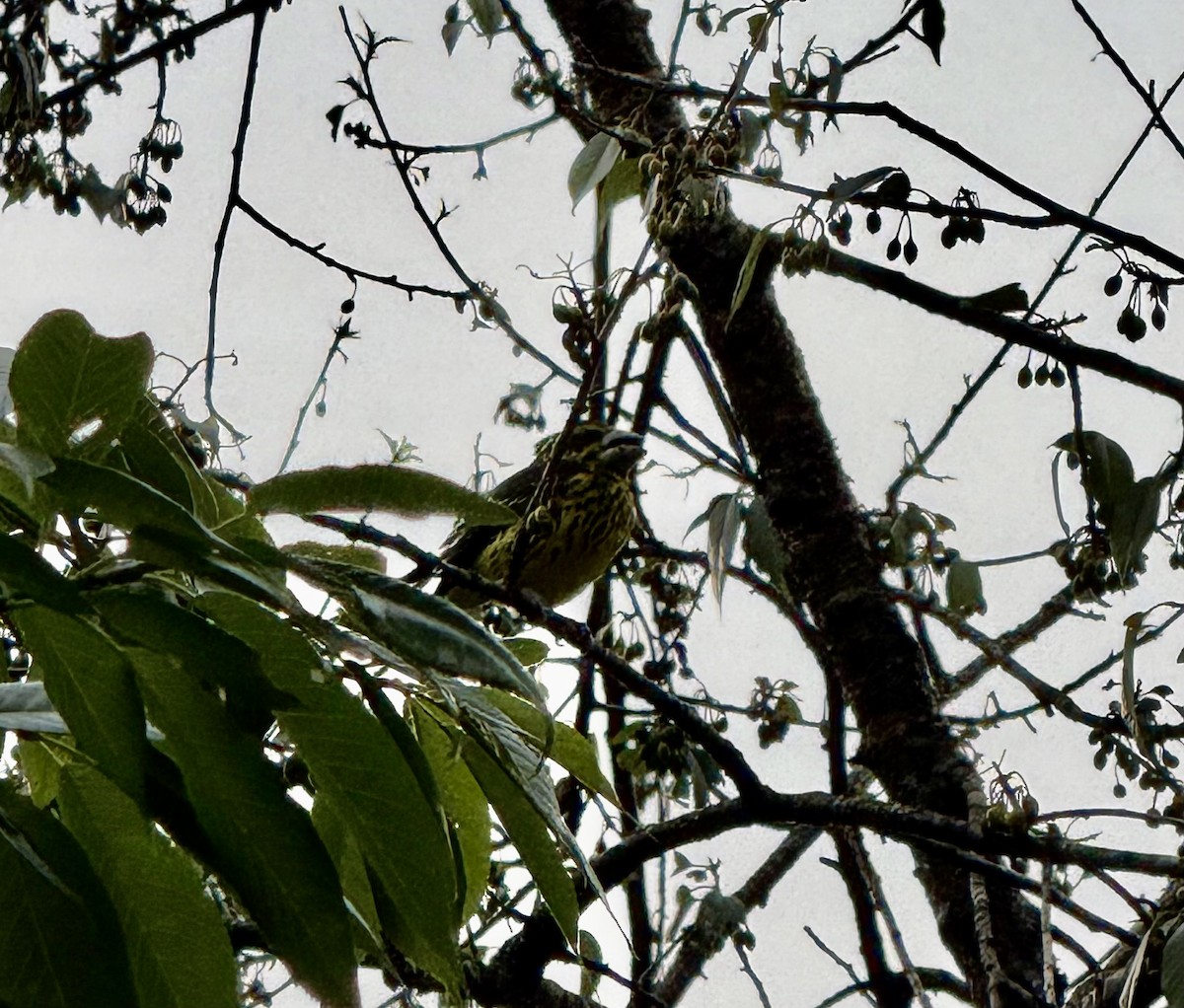 Spot-winged Grosbeak - ML633057777