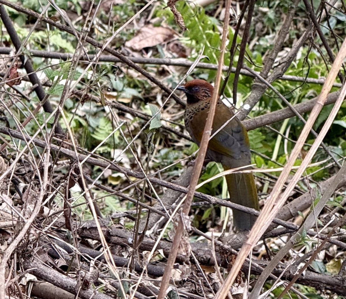 Chestnut-crowned Laughingthrush - ML633057787
