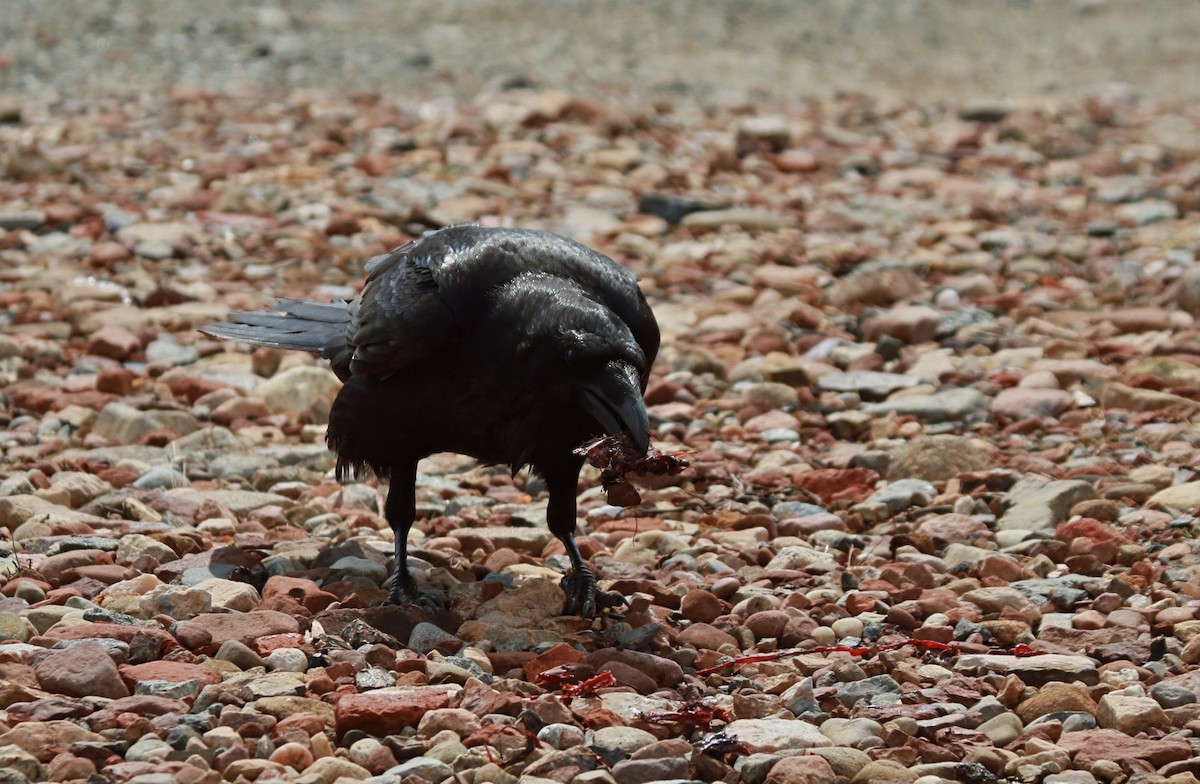 Хон хэрээ - ML633057853