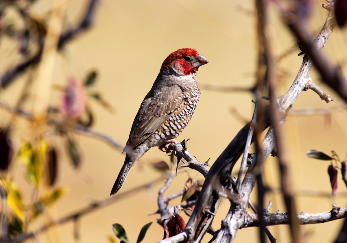 Red-headed Finch - ML633057974