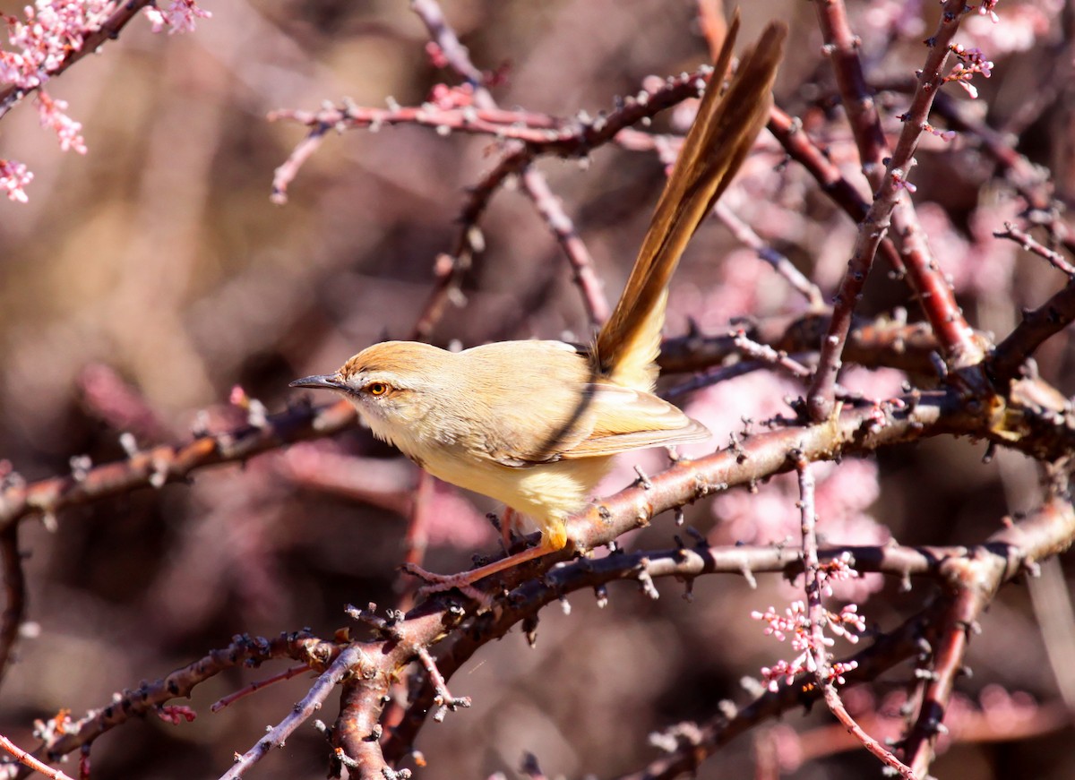 Black-chested Prinia - ML633058008