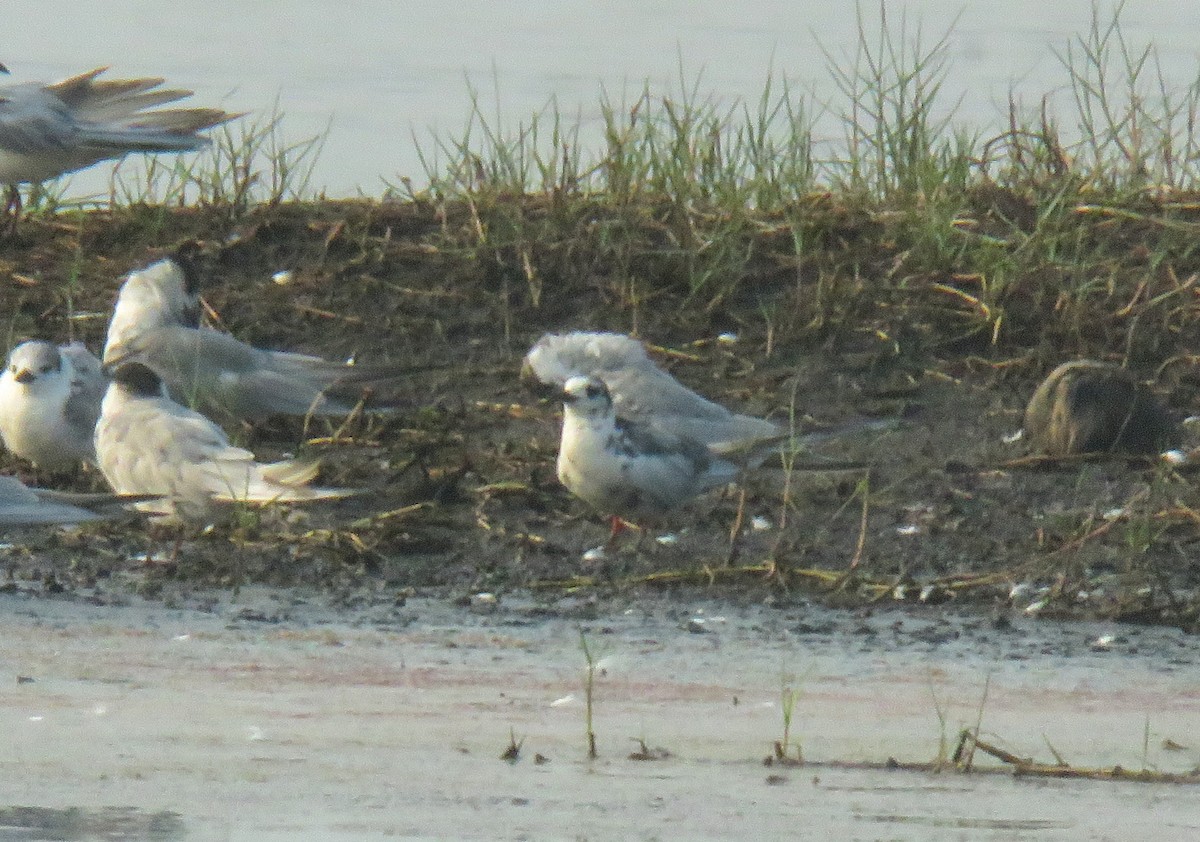 Mignattino alibianche - ML633058052