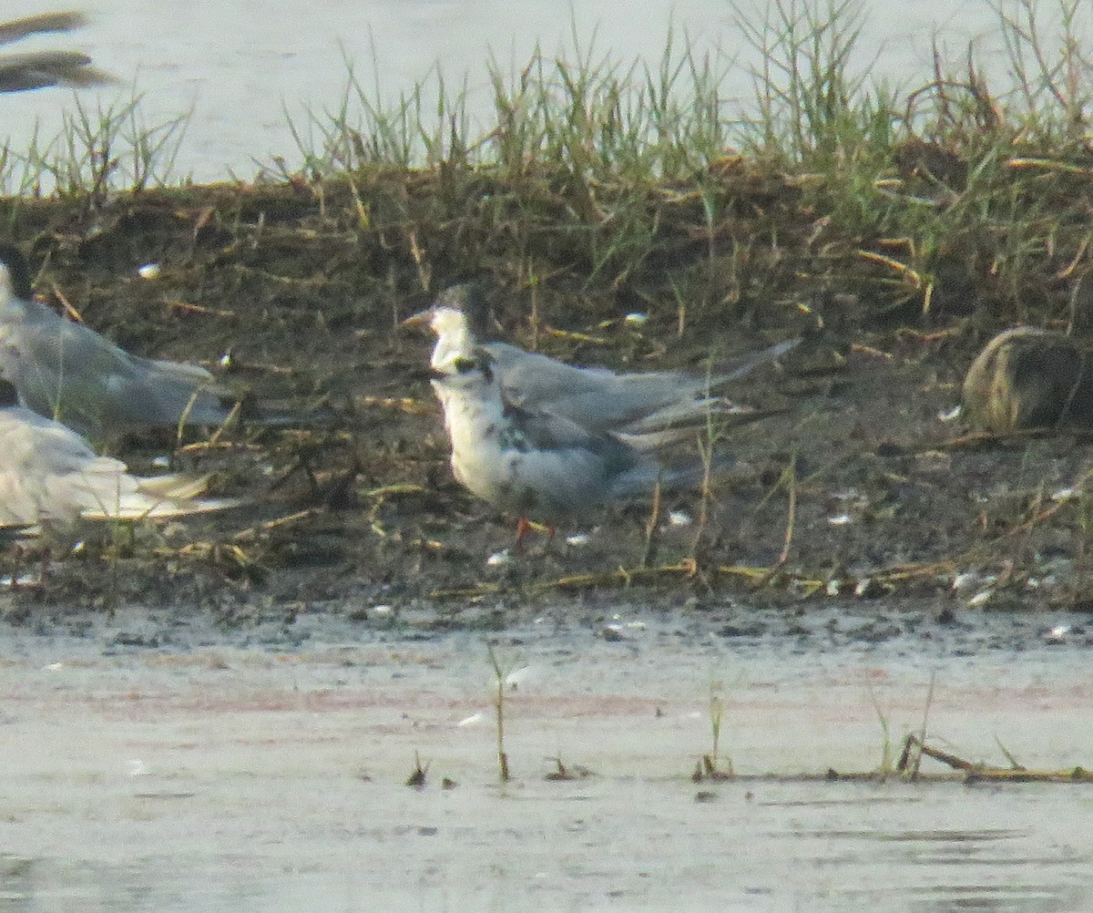 Mignattino alibianche - ML633058053