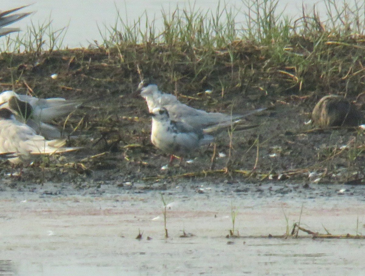 Mignattino alibianche - ML633058054