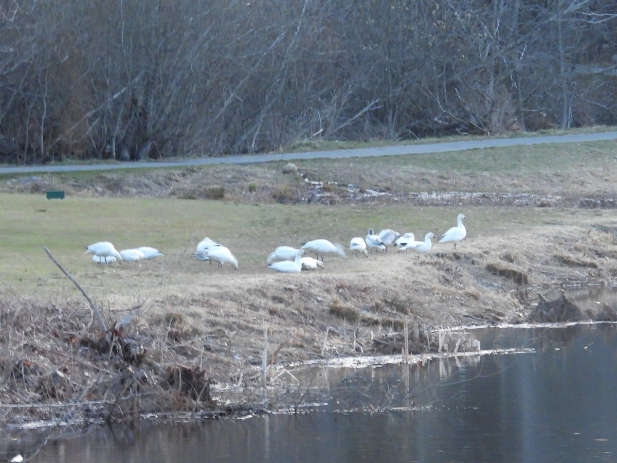 Snow Goose - ML633058122