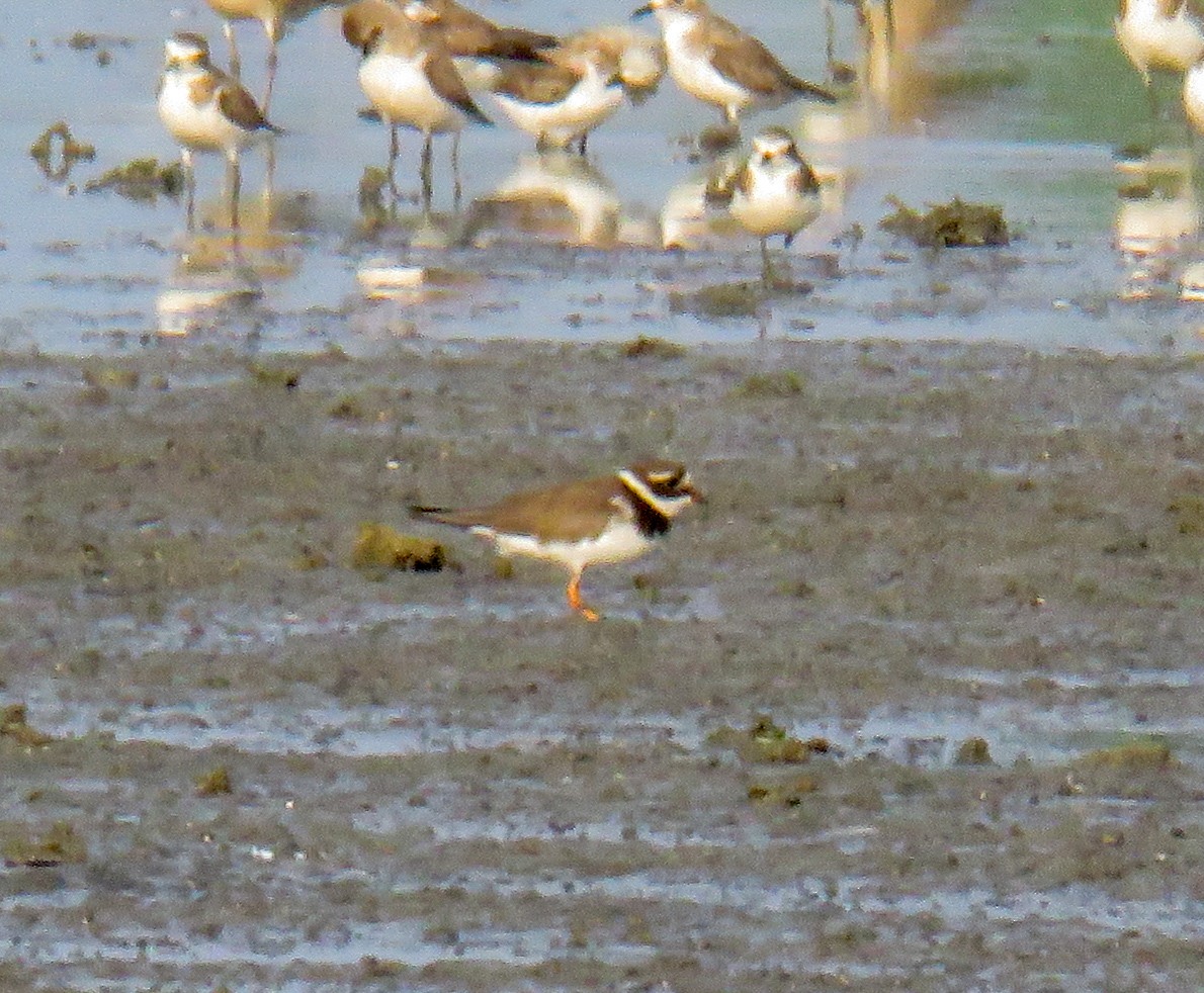 Corriere grosso - ML633058146