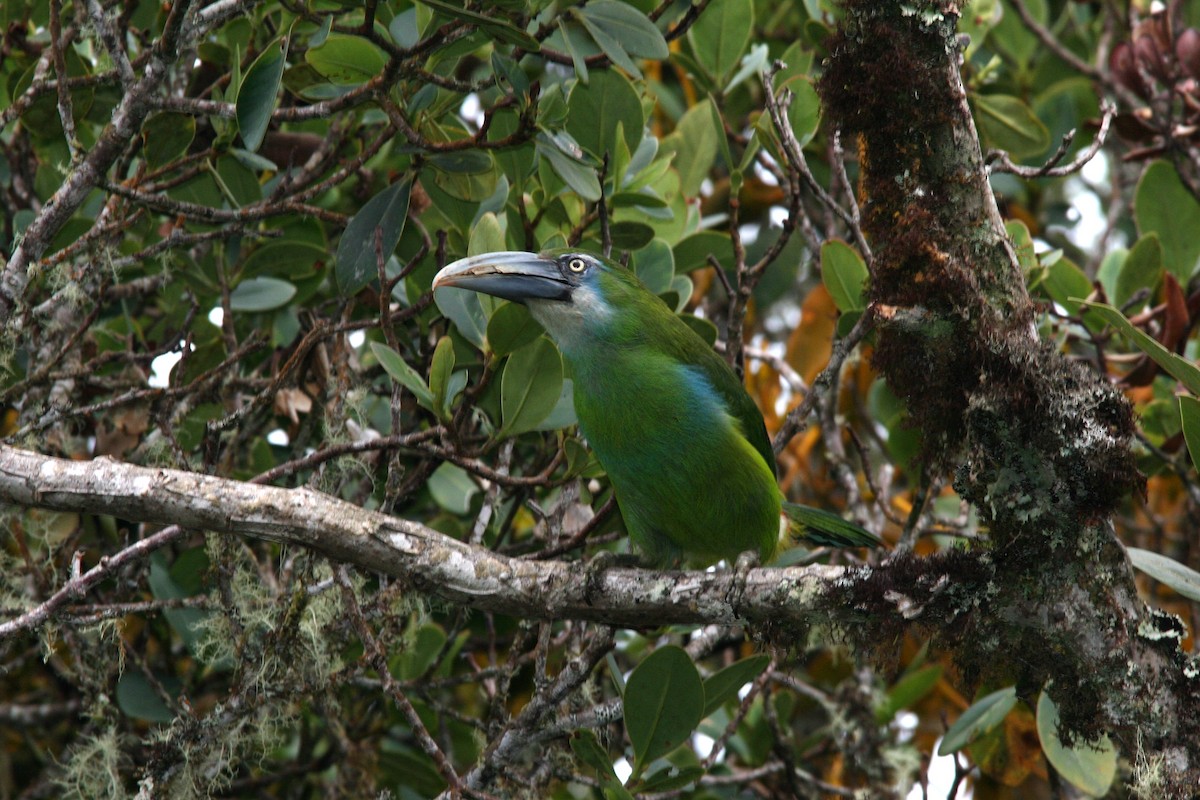 Blue-banded Toucanet - ML633058202