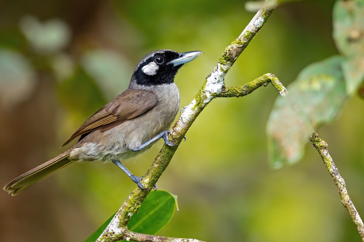 Black-throated Shrikebill - ML633058269