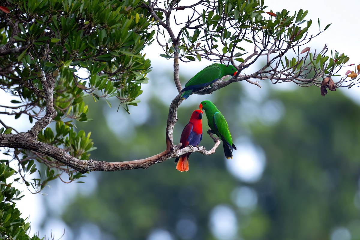 Papuan Eclectus - ML633058519