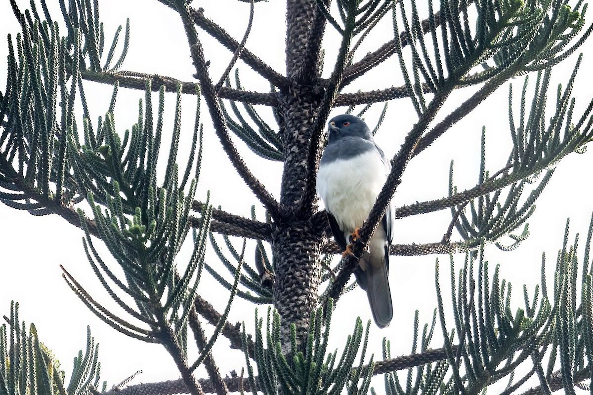 New Caledonian Goshawk - ML633058535