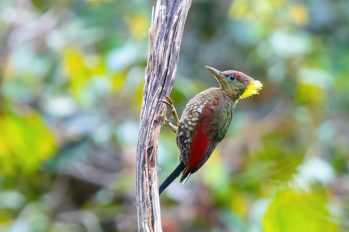 Crimson-winged Woodpecker - ML633058576