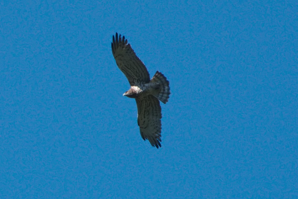 Short-toed Snake-Eagle - ML633058617