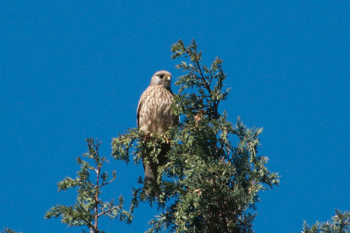 Eurasian Goshawk - ML633058663