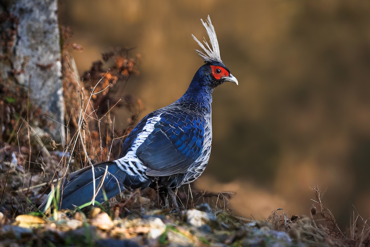 Kalij Pheasant - ML633058676