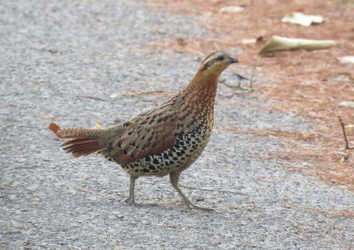 Mountain Bamboo-Partridge - ML633059040