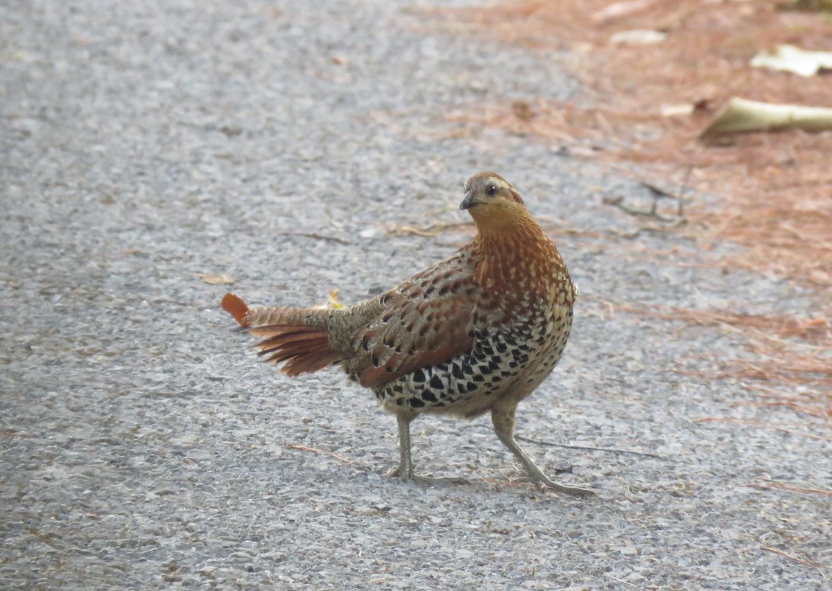 Mountain Bamboo-Partridge - ML633059042