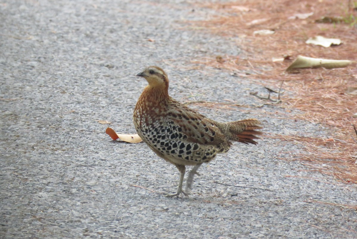 Mountain Bamboo-Partridge - ML633059043