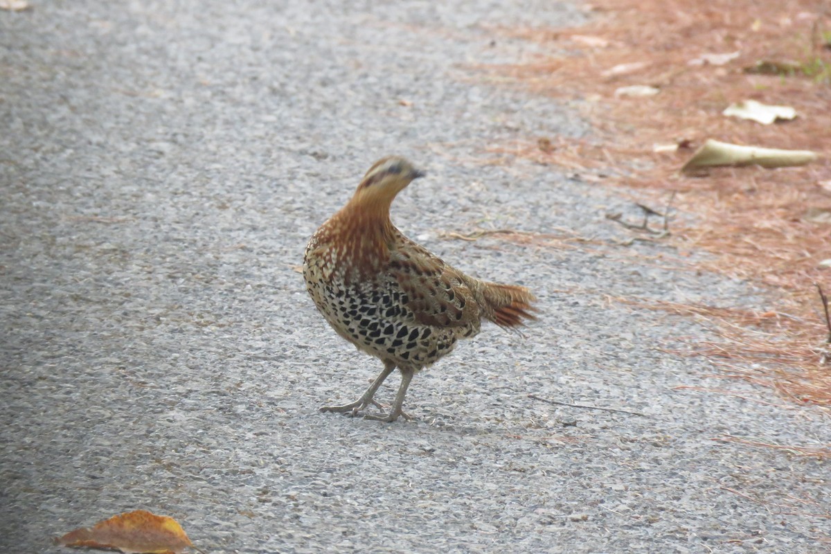 Mountain Bamboo-Partridge - ML633059044