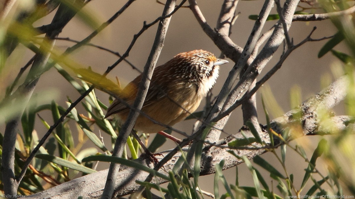 Sandhill Grasswren - ML633059253