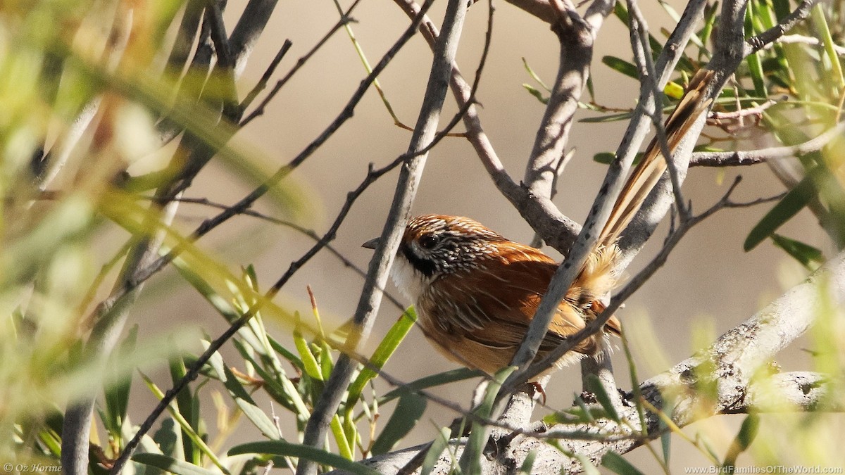 Sandhill Grasswren - ML633059254