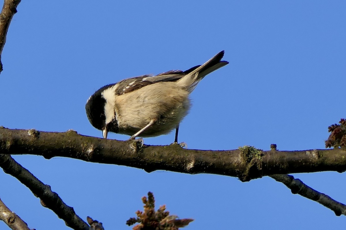 Өдөрч хөх бух - ML633059315