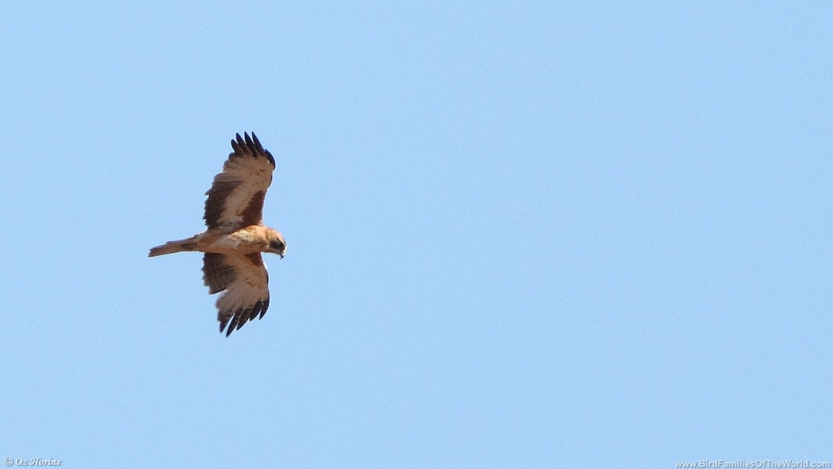 Little Eagle - ML633059336
