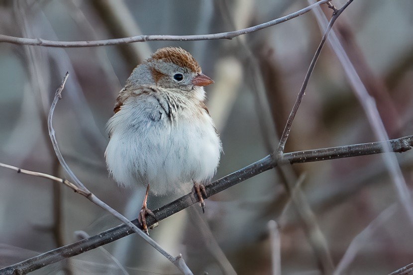 Field Sparrow - ML633059420