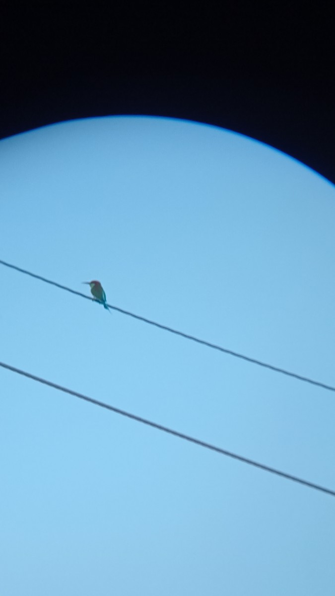 Rufous-crowned Bee-eater - ML633059463