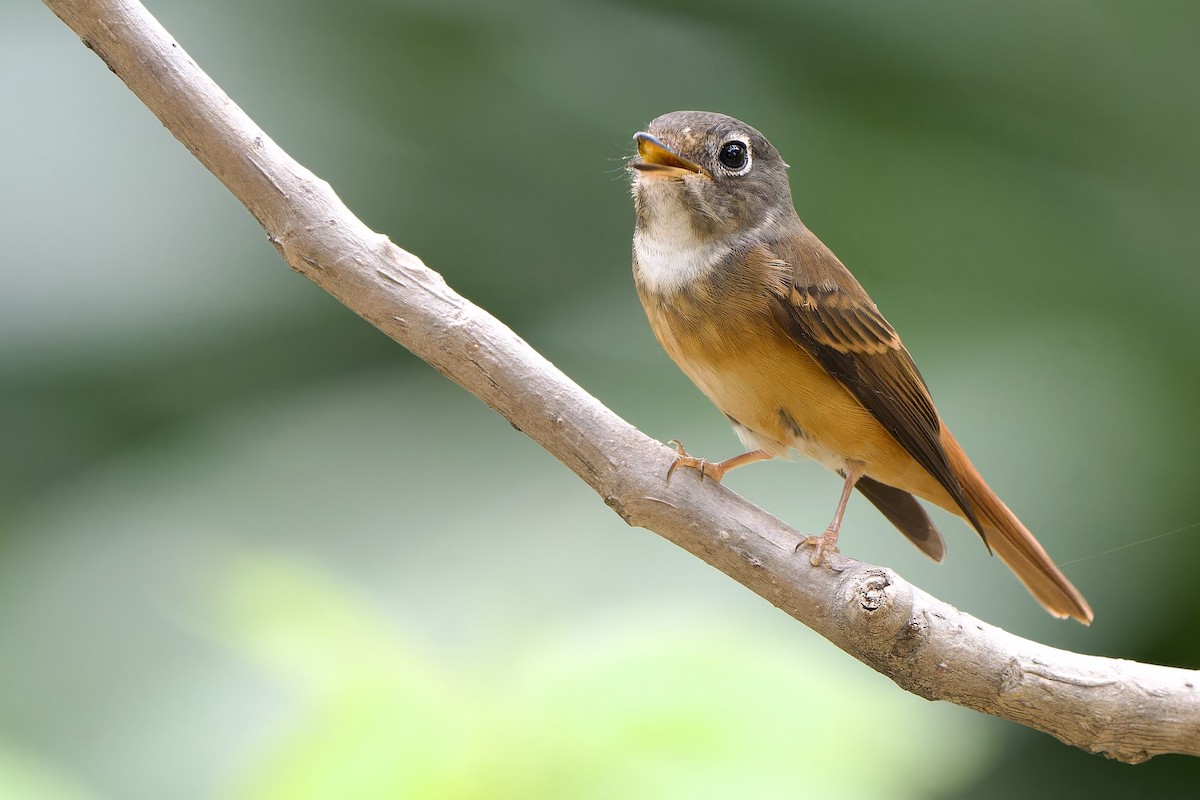 Ferruginous Flycatcher - ML633059471