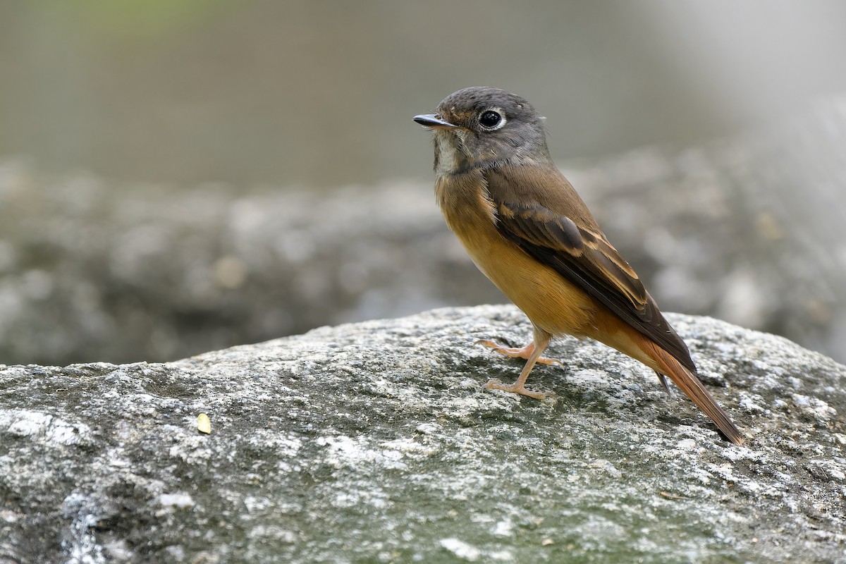 Ferruginous Flycatcher - ML633059476