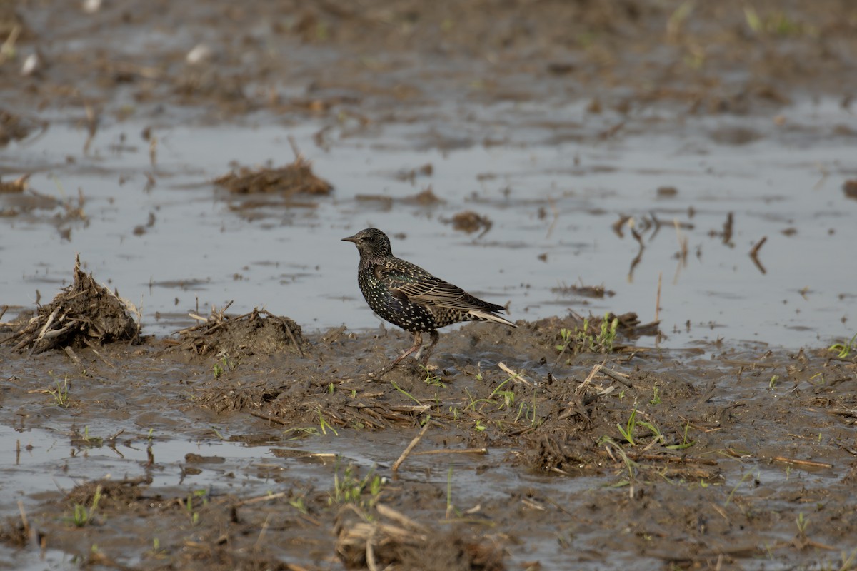 European Starling - ML633059505