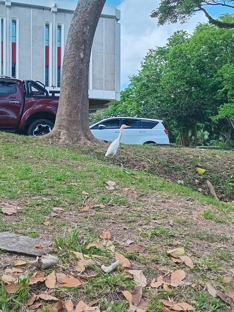 Eastern Cattle-Egret - ML633059533