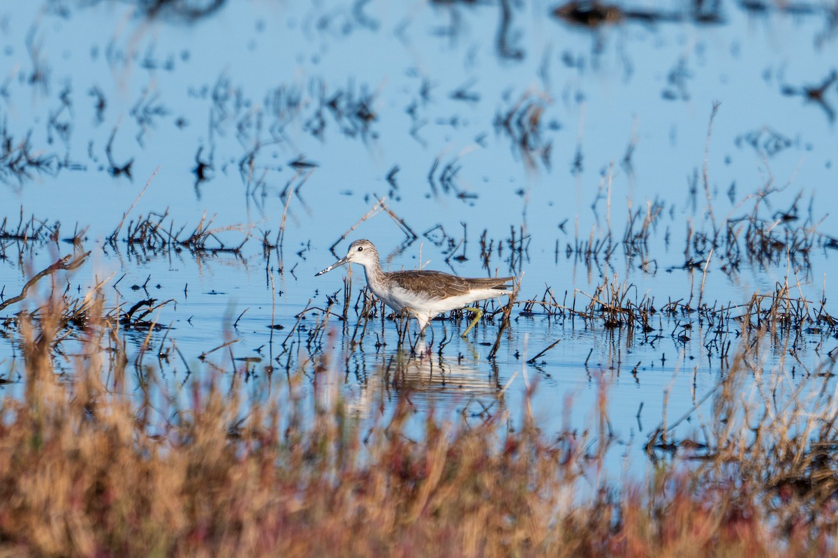 Common Greenshank - ML633059621